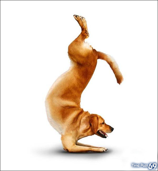 Yoga Dogs for 2010